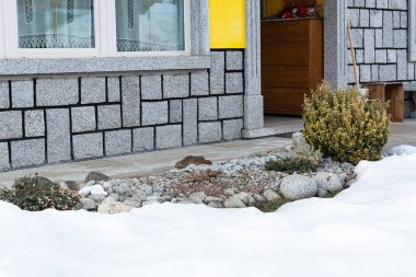 Ev ve Alp hill ile kar altından görünen euonymus görünümünü.