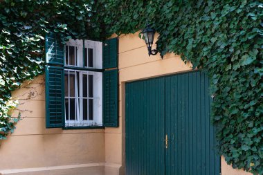 Yabani üzüm ile kaplıdır sarı gören manzarası