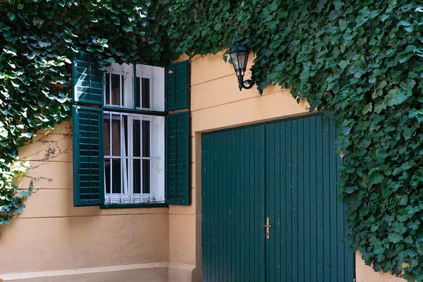 Yabani üzüm ile kaplıdır sarı gören manzarası