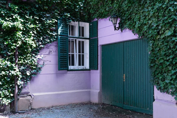 Yabani üzüm sarılmış leylak gören manzarası