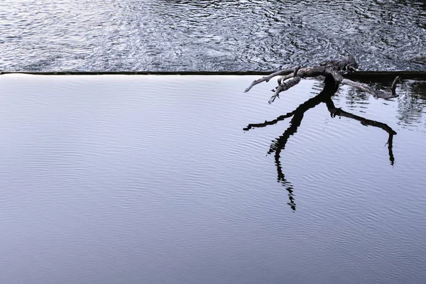 A snag lies on the edge of a dam in a calm water zone. — Stock Photo, Image