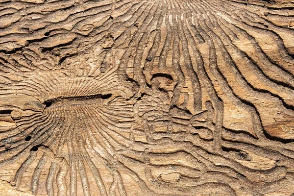 A textura da superfície interna da casca de pinheiro danificada por pragas de insetos . — Fotografia de Stock