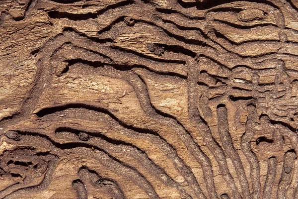 A textura da superfície interna da casca de pinheiro danificada por pragas de insetos . — Fotografia de Stock