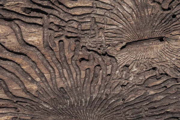 Текстура внутрішньої поверхні соснової кори пошкоджена шкідниками комах . — стокове фото