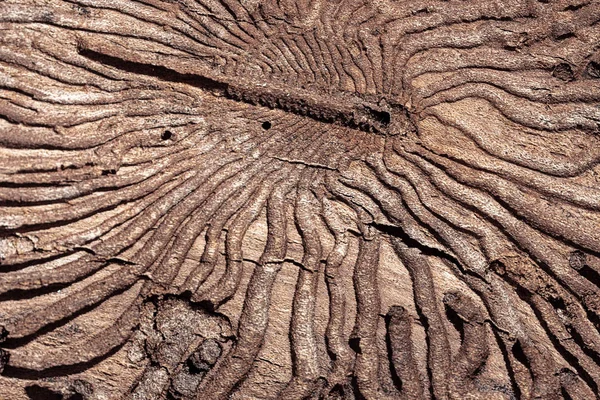 昆虫害虫によって損傷を受けた松樹皮の内面の質感. — ストック写真