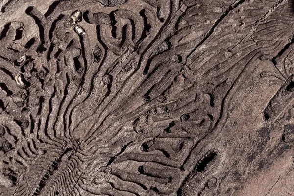 A textura da superfície interna da casca de pinheiro danificada por pragas de insetos . — Fotografia de Stock