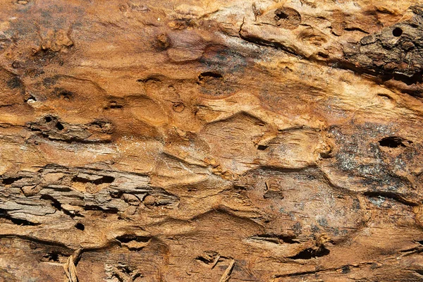 Tekstura zewnętrznej powierzchni kory sosnowej zniszczonej przez szkodniki owadów. — Zdjęcie stockowe