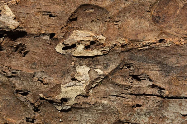 A textura da superfície externa da casca de pinheiro danificada por pragas de insetos . — Fotografia de Stock