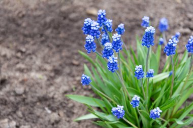 Arazinin arka planında muscari parlak mavi çiçeklenmeler.