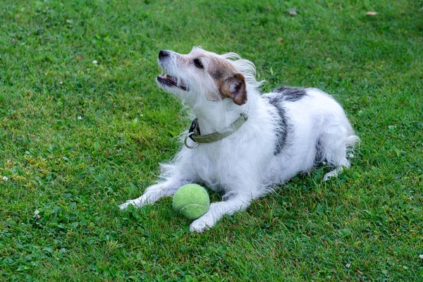 Pies rasy Jack Russell Terrier leży na trawniku i chroni piłkę. — Zdjęcie stockowe