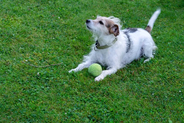 Pies rasy Jack Russell Terrier leży na trawniku i chroni piłkę. — Zdjęcie stockowe