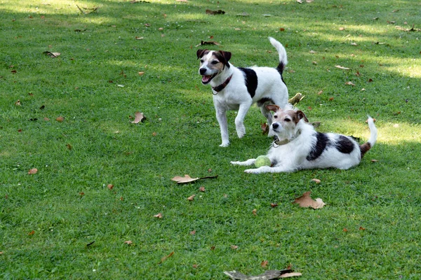 Dwa psy z Jack Russell Terrier rasy są na trawniku i pilnują piłkę. — Zdjęcie stockowe