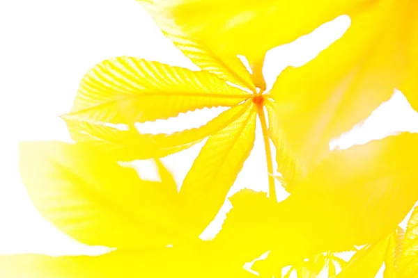 Вид ветвей желтого ореха, развивающегося на ветру на белом фоне . — стоковое фото