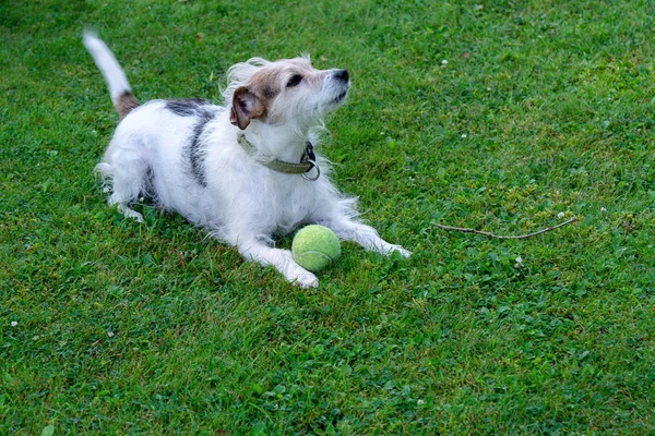Pies rasy Jack Russell Terrier leży na trawniku i chroni piłkę. — Zdjęcie stockowe