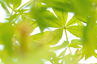 Beyaz bir arka plan üzerinde rüzgarda gelişen yeşil kestane dalları görünümü.