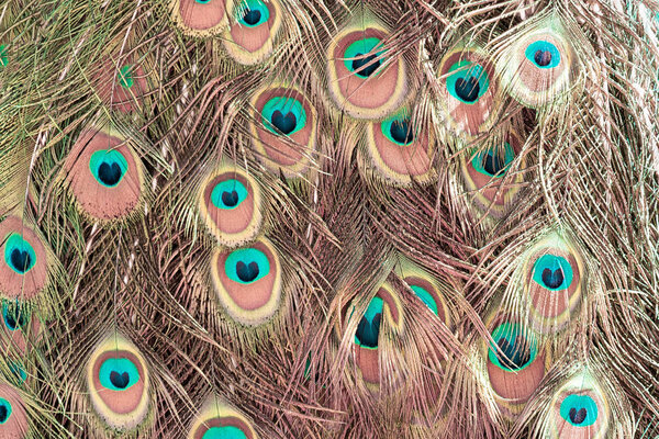 Abstract background of peacock feathers coral color