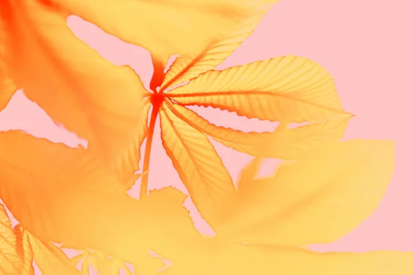 Вид ветвей желтого ореха, развивающегося на ветру на розовом фоне . — стоковое фото
