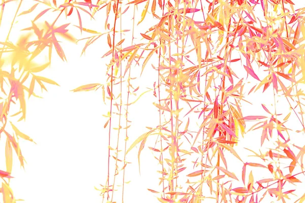 Вид ветвей ивового кораллового цвета на белом фоне . — стоковое фото