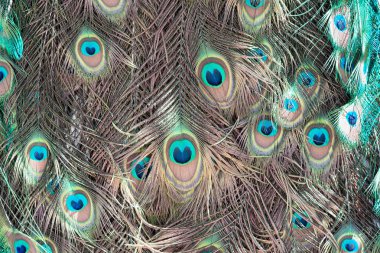 Tavus kuşu tüyleri mercan ve turkuaz soyut arka plan.