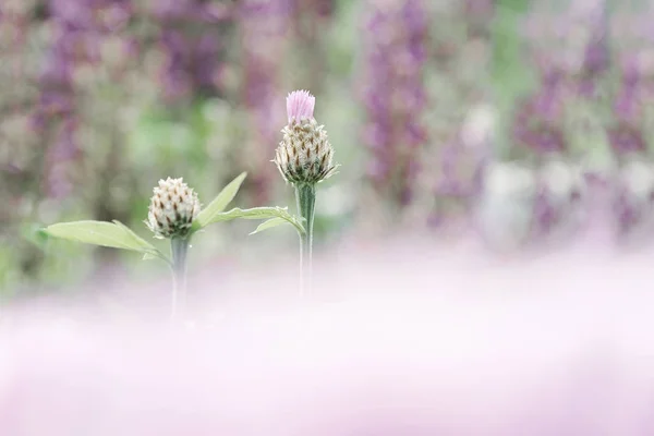 Two buds of cornflower on the background of a bed of flowers with a blurred foreground of pink color