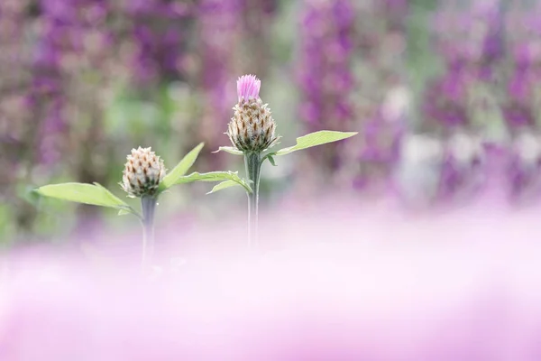 Two buds of cornflower on the background of a bed of flowers with a blurred foreground of pink color