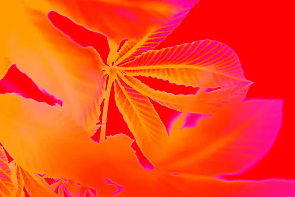 Абстрактный фон оранжевых листьев ореха на красном фоне . — стоковое фото