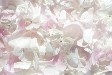 Beyaz ortanca ve pembe şakayık yapraklarının yüzeyine dağılmış.