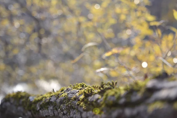 Otoño. Vista de un tronco cubierto de musgo sobre el telón de fondo de un bosque otoñal . —  Fotos de Stock