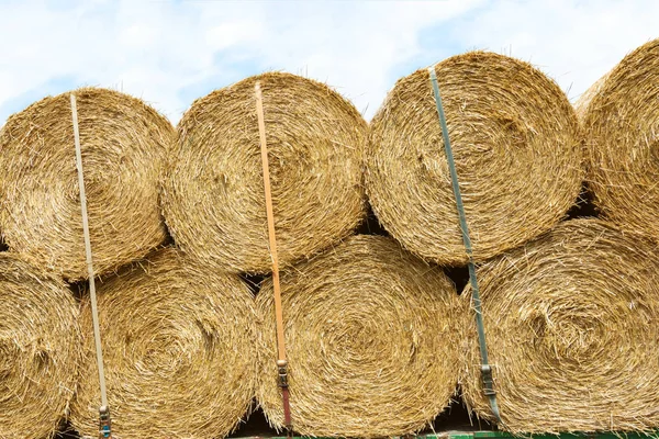 Ernte und Transport von Feldfrüchten in der Landwirtschaft. — Stockfoto