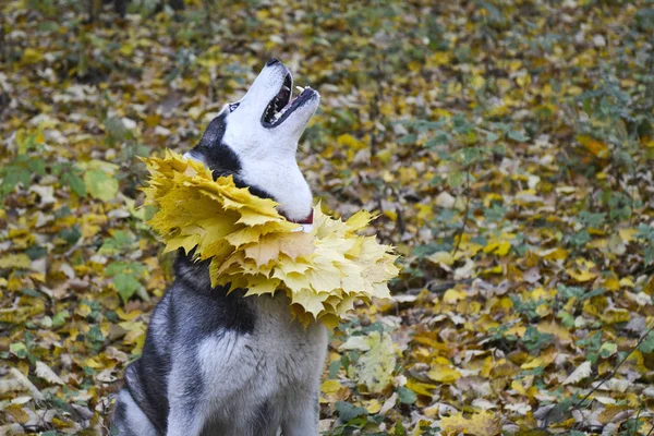 Autumn. Walk in the woods with a pet.