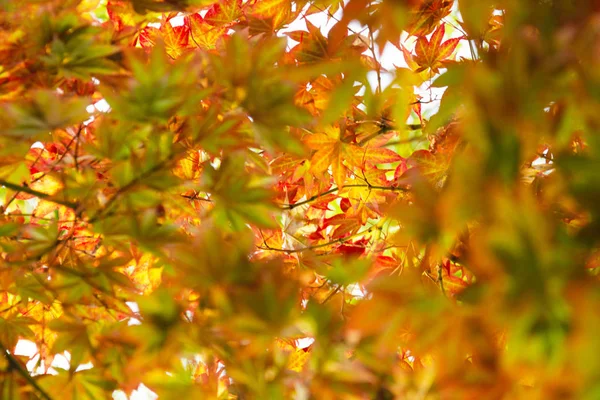 Autumn. Close-up view of orange maple foliage. The concept of nature. — Stock Photo, Image