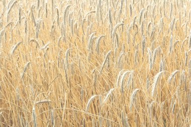 Tarlada yetişen altın rengibuğdayın olgunlaşmış sivri uçlarının görünümü. 