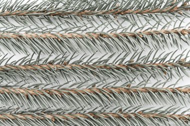 Mavi ladin sprigs beyaz bir arka plan üzerinde bile satırlar halinde yatay yatıyor. Konsept Noel, Yeni Yıl, doku.