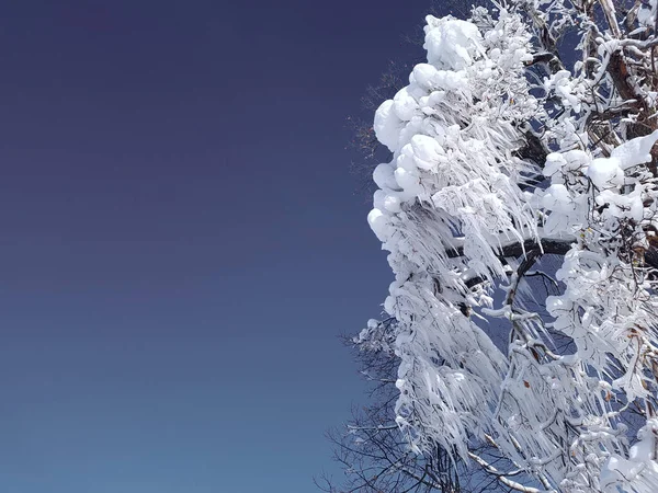 Θέα Ένα Χιονισμένο Δέντρο Παγοκρυστάλλους Κοντά Στο Φόντο Του Γαλάζιου — Φωτογραφία Αρχείου