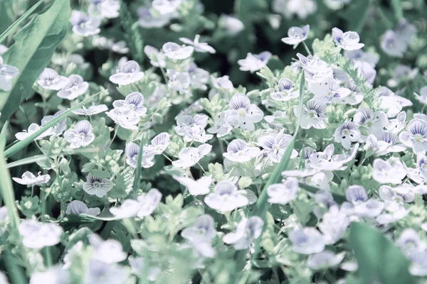 Vue sur la prairie de fleurs sauvages blanches. Du tonus. Concept de plante, arrière-plan . — Photo