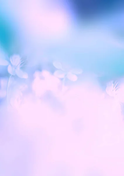 Розмитий фон квітучих вишень у синьо-рожевому кольорі. Тонування. Концепція рослин, фон . — стокове фото
