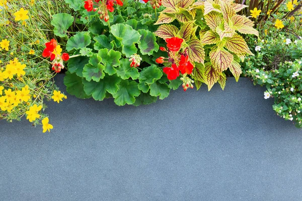 Uspořádání Muškát Laloku Květu Cinquefoil Šedém Pozadí — Stock fotografie