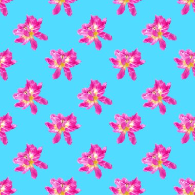 Mavi arka planda kusursuz pembe laleler. Bitki konsepti, yaz, tatil