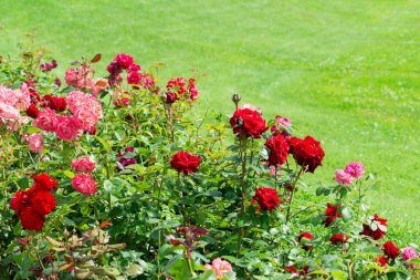 Yeşil çimlerin arka planında renkli bir gül çalısı..