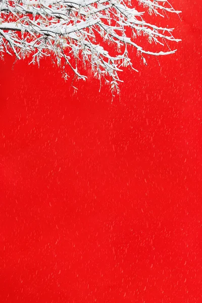 Вид снежной ветки дерева на фоне красной стены здания во время снегопада. Пейзаж, открытка, реклама, продажа. — стоковое фото