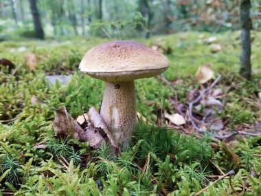 Ormanda yosunlu bir açıklıkta yetişen boletus mantarının görüntüsü. Yiyecek, doğa, bitki kavramı.
