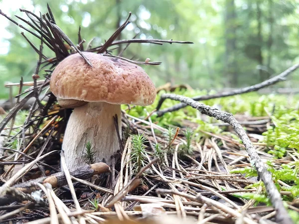 Över Vit Svamp Som Växer Skog Glänta Med Mossa Där — Stockfoto