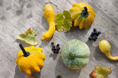 Toplanan balkabağı, kabak, üzümler ve çeşitli renklerde kabak beton bir yüzey üzerinde duruyor. Sonbahar, bitkiler, tatil, konseptler