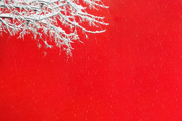 降雪中の建物の赤い壁の背景に雪の木の枝のビュー コンセプト風景 ポストカード クリスマス — ストック写真