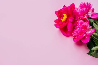 Güzel pembe peony çiçek buketi pembe arka plan üzerinde. Portre, flatlay tarzı.