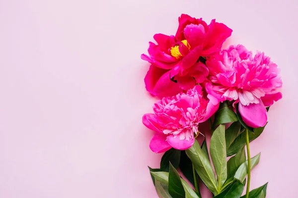 Bouquet de fleurs pivoine rose — Photo