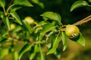 Bahçedeki armut ağacı.