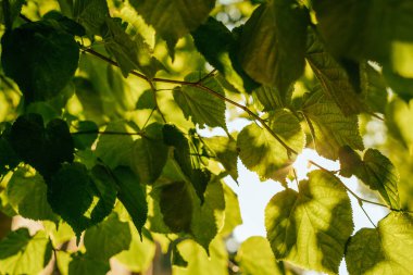 Yeşil yaprak dokusu