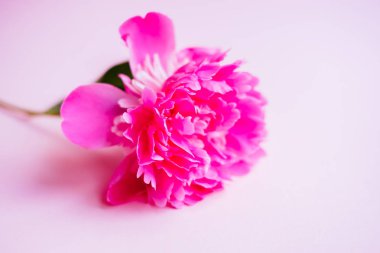 Pembe şakayık çiçeği