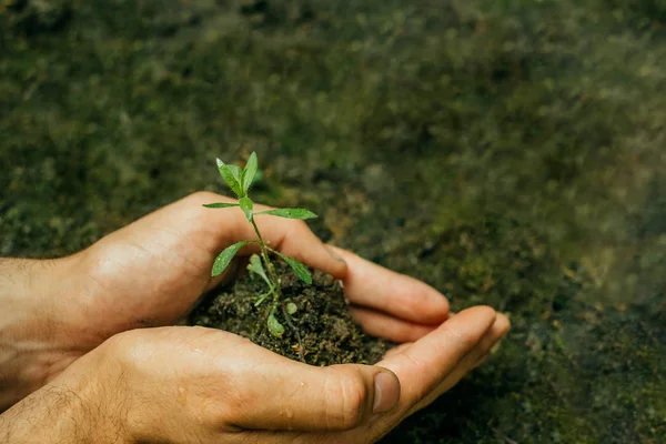 Man Gardener Hands Preparing Soil Seedling Ground — Stock Photo, Image